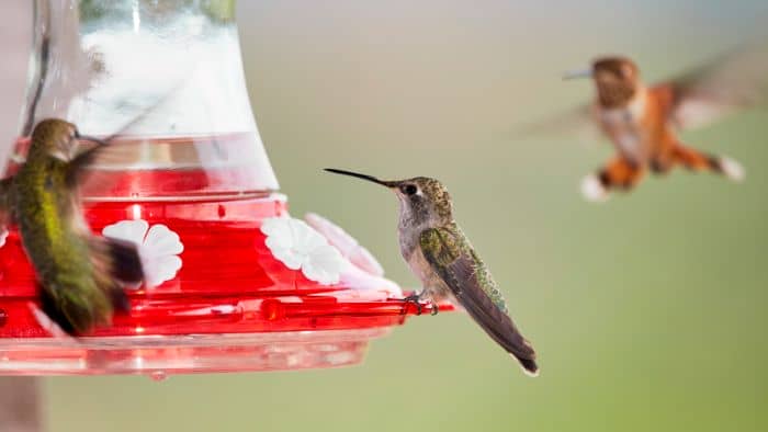  Is nectar better than sugar water for hummingbirds?