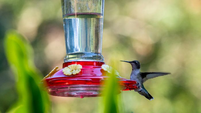  Is tap water OK for hummingbirds?