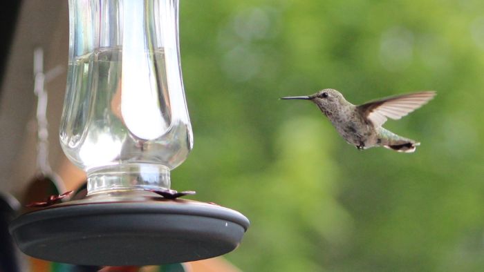  Should you boil sugar water for hummingbirds?