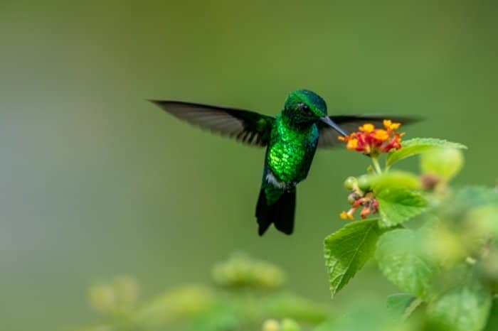 Flowers For Hummingbirds In California: 8 Extraordinary Species You Can ...