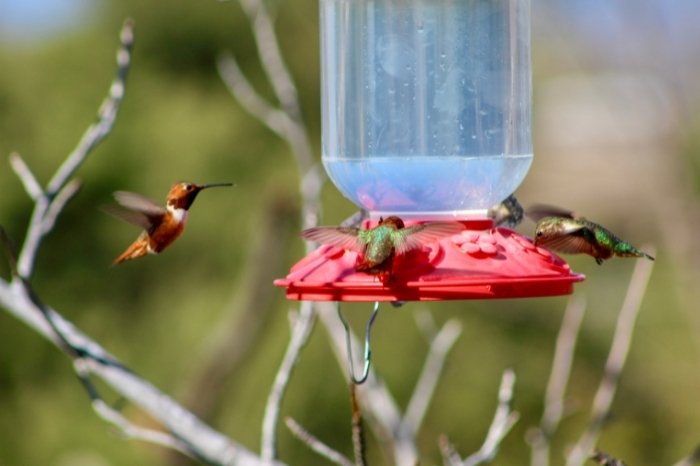 What Can I Feed Hummingbirds Besides Sugar Water