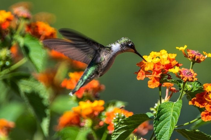 What Types Of Flowers Do Hummingbirds Prefer