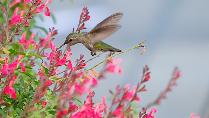  What is a hummingbird's favorite bush?