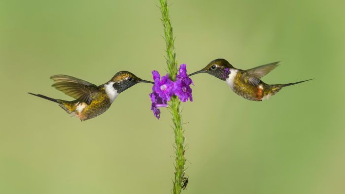  birds that look like hummingbirds