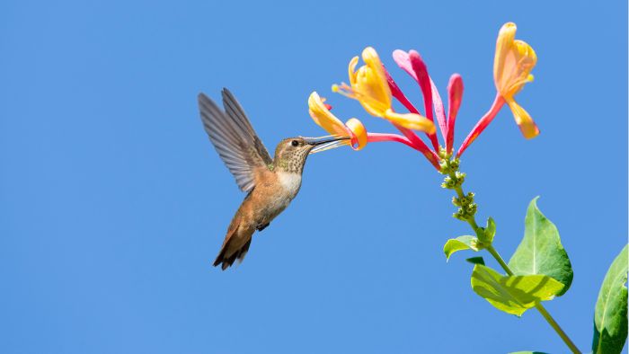  breeds of hummingbirds