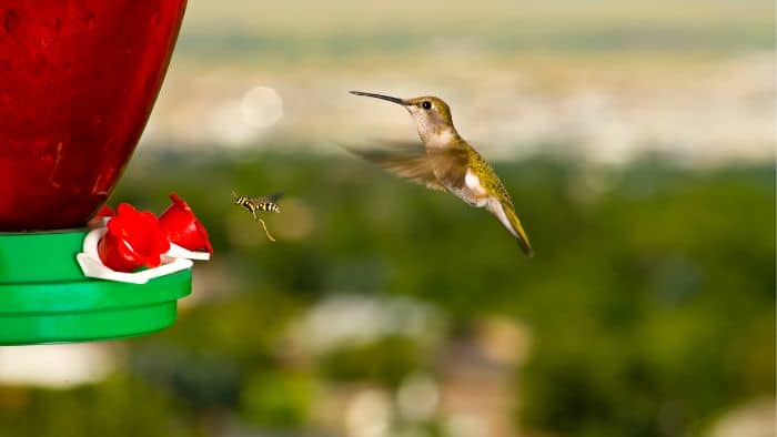  can a wasp kill a hummingbird