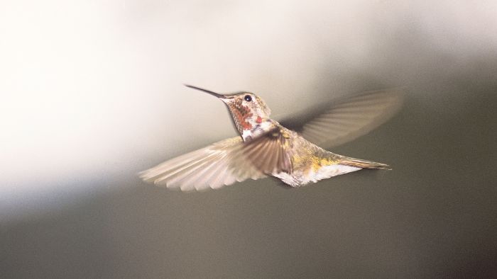  can hummingbirds stop flying