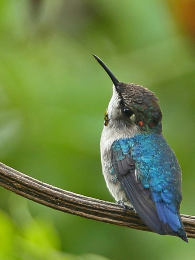Discover All About Hummingbird In Oklahoma- Migration Season