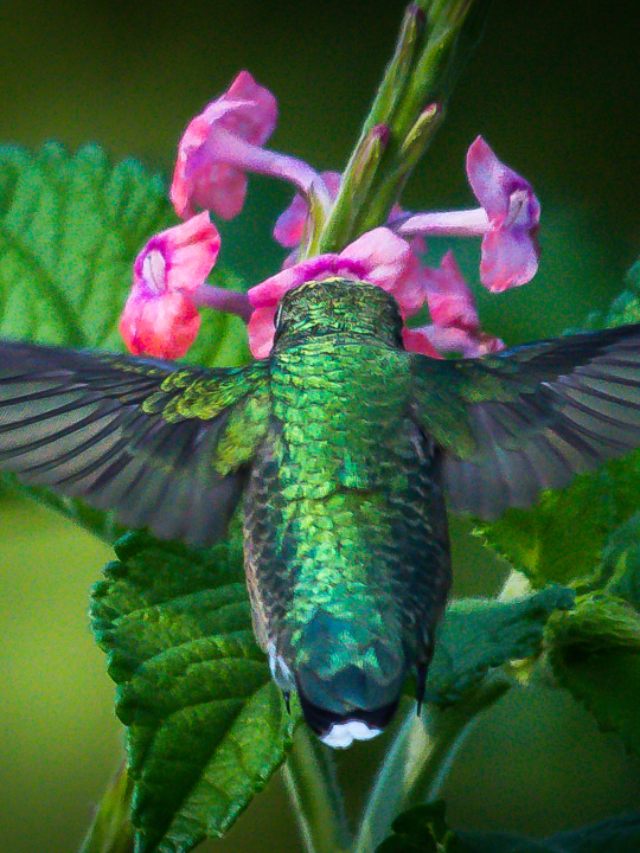 Have You Been Dreaming Hummingbirds?- Find Out What It Means