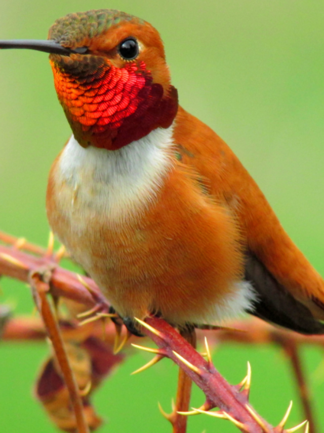 Know More About Interesting Hummingbirds Breeding Season