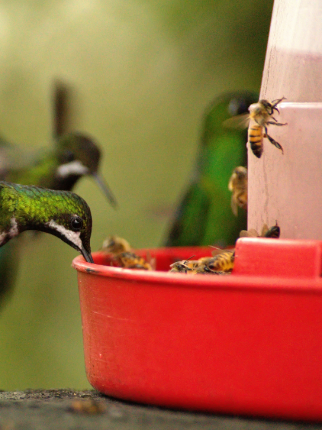 9 Silly-Simple Ways To Keep Bees And Hummingbirds Apart