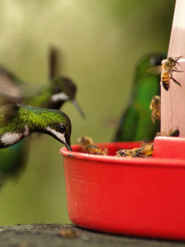 Quickest Steps To Prevent Bees From Taking Over Hummingbird Feeders