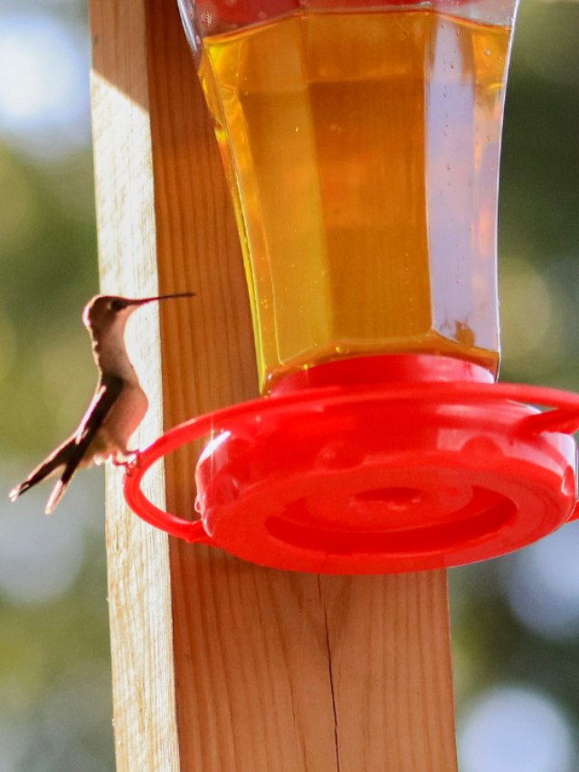 Simple Tips To Setting Up A Hummingbird Feeder Hummingbirds Info