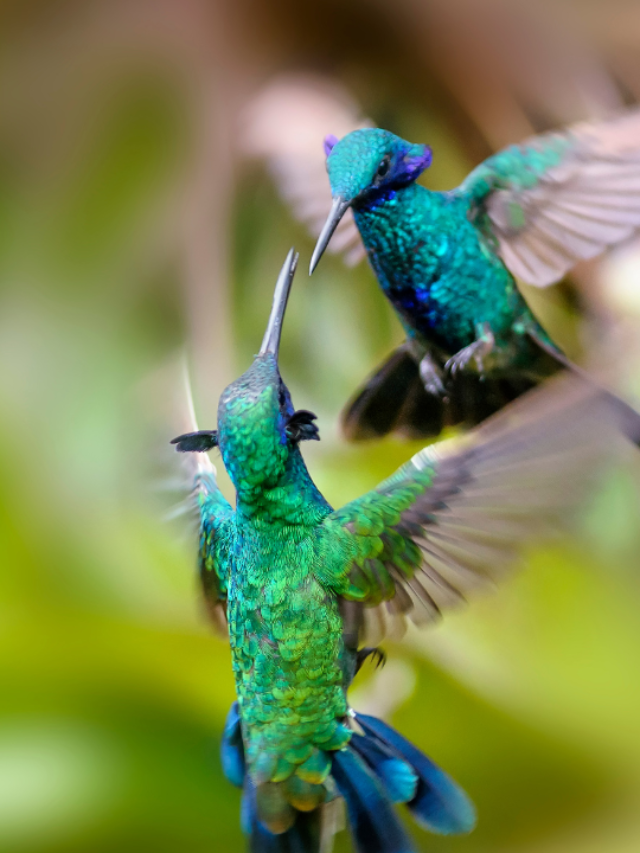4 Ways To Prevent Hummingbird Aggression