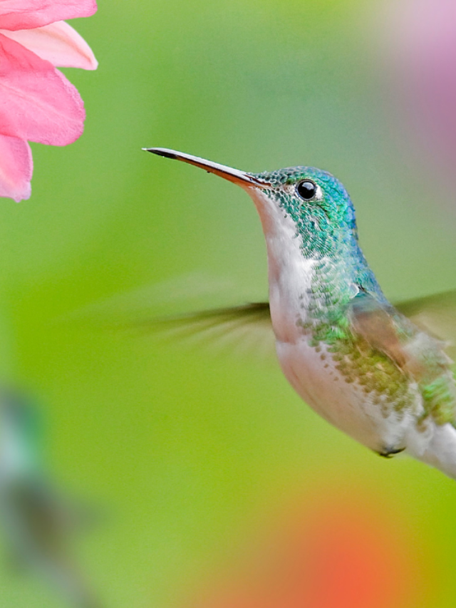 Interesting Facts On Hummingbirds Flight Pattern