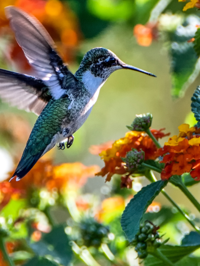 Discover All About Hummingbird In Pennsylvania