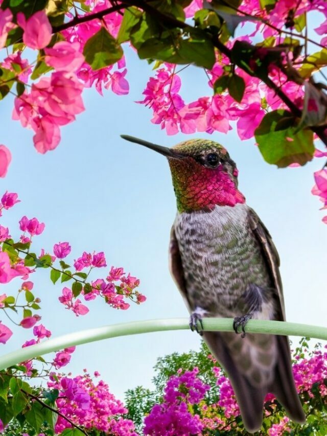 Bougainvillea’s Awesome Attributes Hummingbirds Simply Adore!