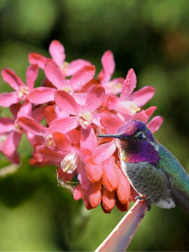 Awesome Season-Round Flowers To Attract Hummingbirds To Your Garden