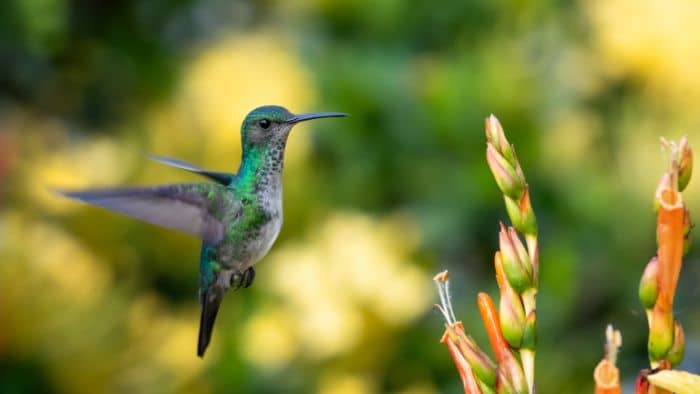  different species of hummingbirds