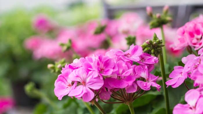  do geraniums attract hummingbirds