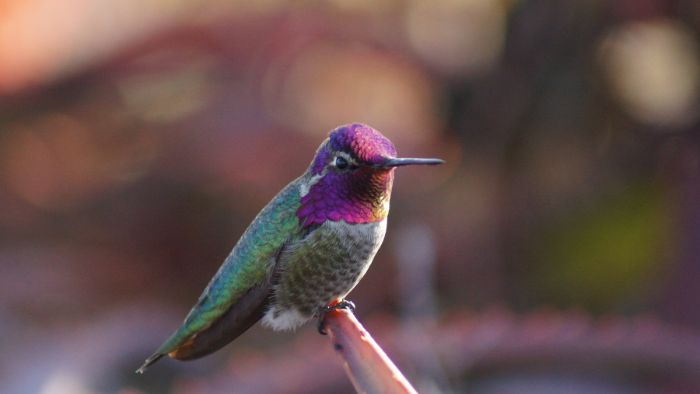  do hummingbirds drink plain water