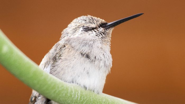  do hummingbirds sleep in nests