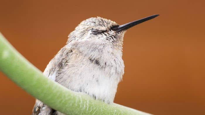  do hummingbirds sleep in nests