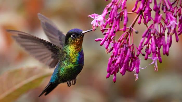  geranium hummingbird