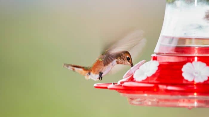  homemade hummingbird food