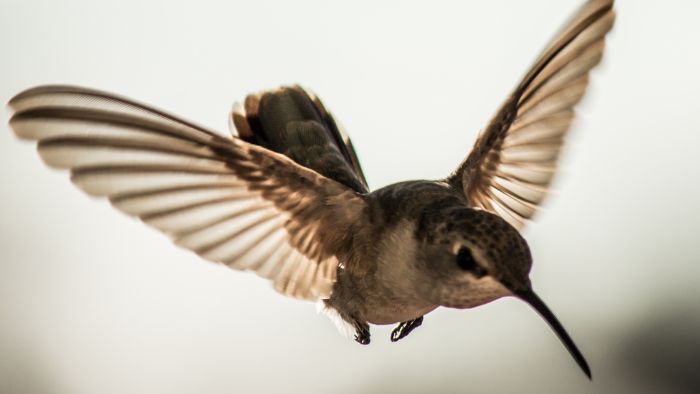  how long can hummingbirds fly