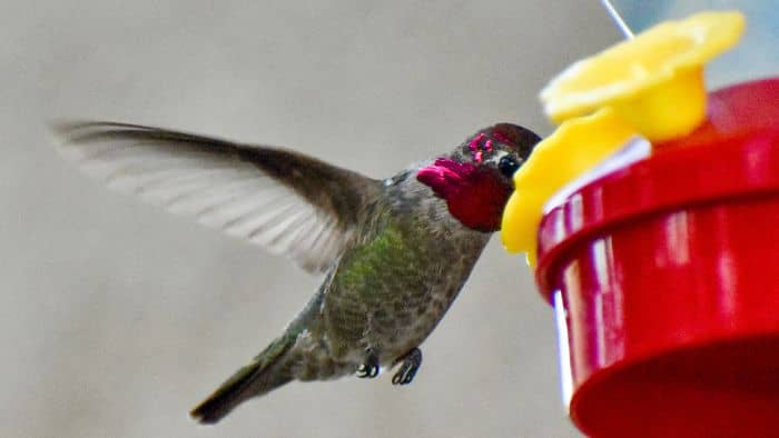 How Much Sugar Water For Hummingbirds 