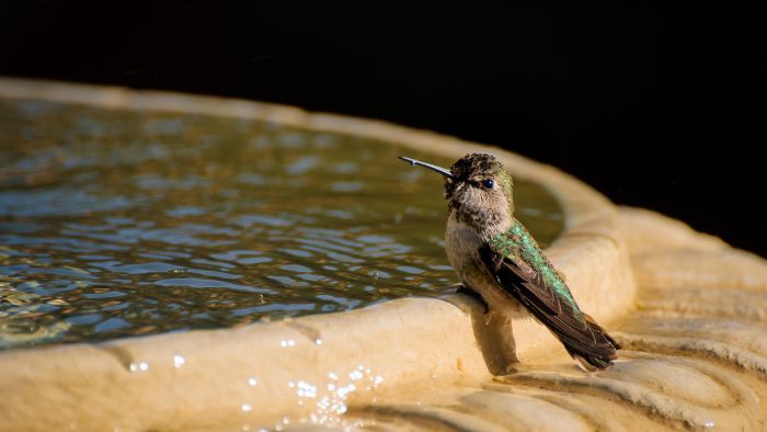  how often do birds drink water