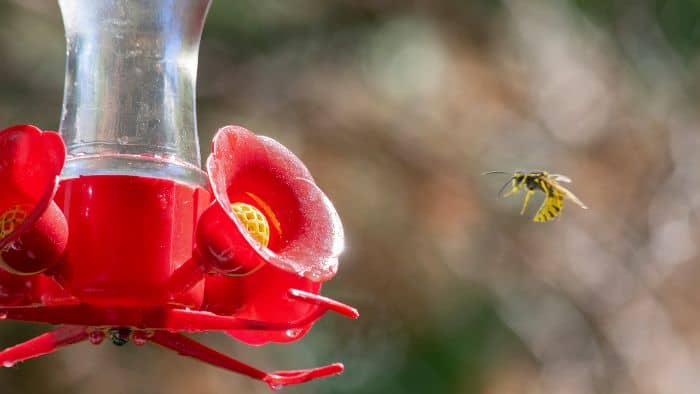  how to get rid of wasps around hummingbird feeder