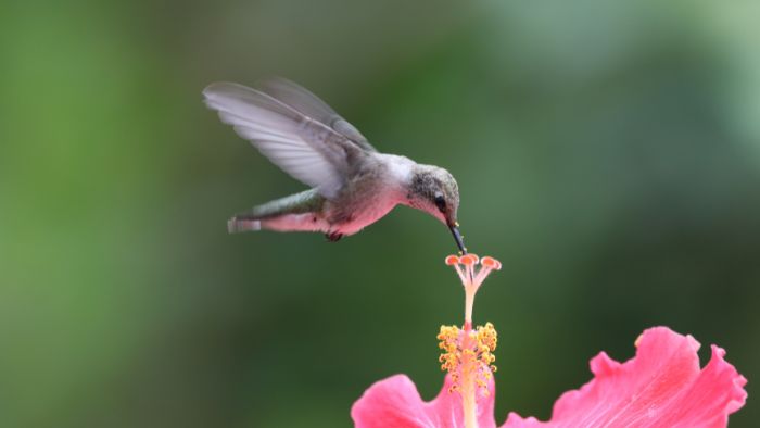  how to identify hummingbirds