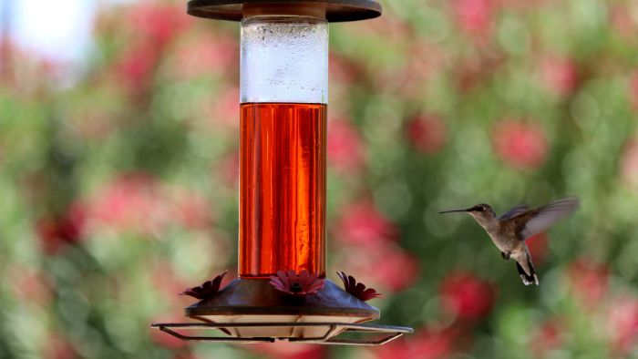  how to make sugar water for hummingbirds