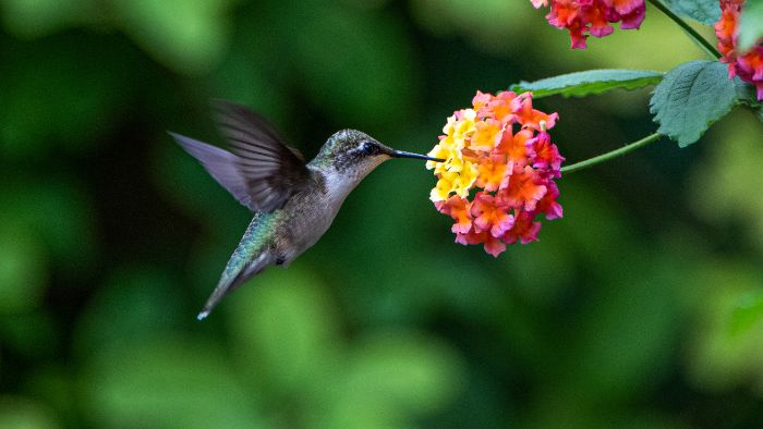  hummingbird environment