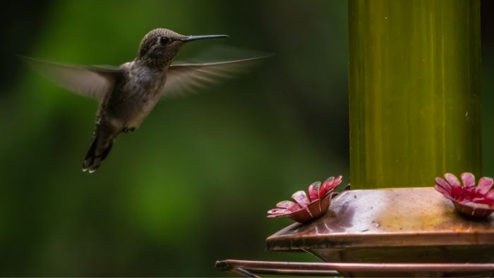  hummingbird food recipe sugar water ratio