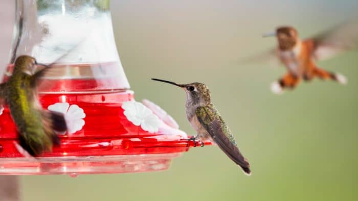  hummingbird nectar recipe ratio