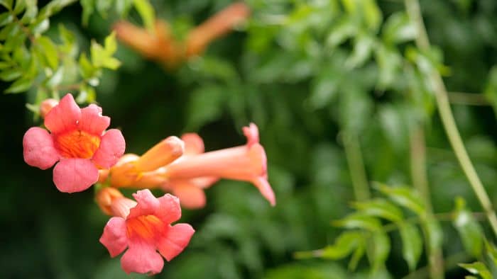  hummingbirds favorite flowers