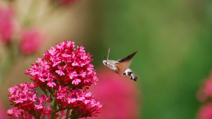  small birds similar to hummingbirds