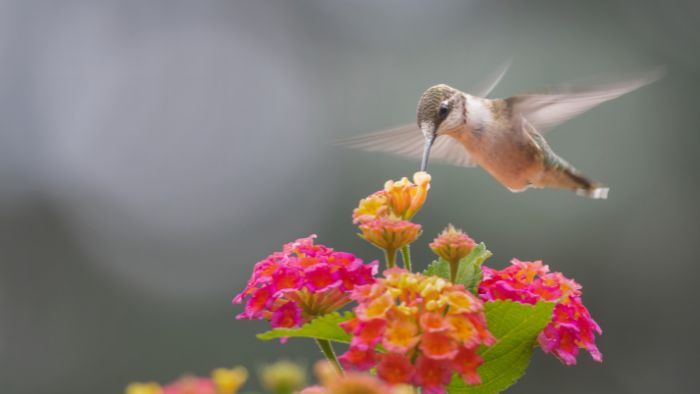  where are hummingbirds native to