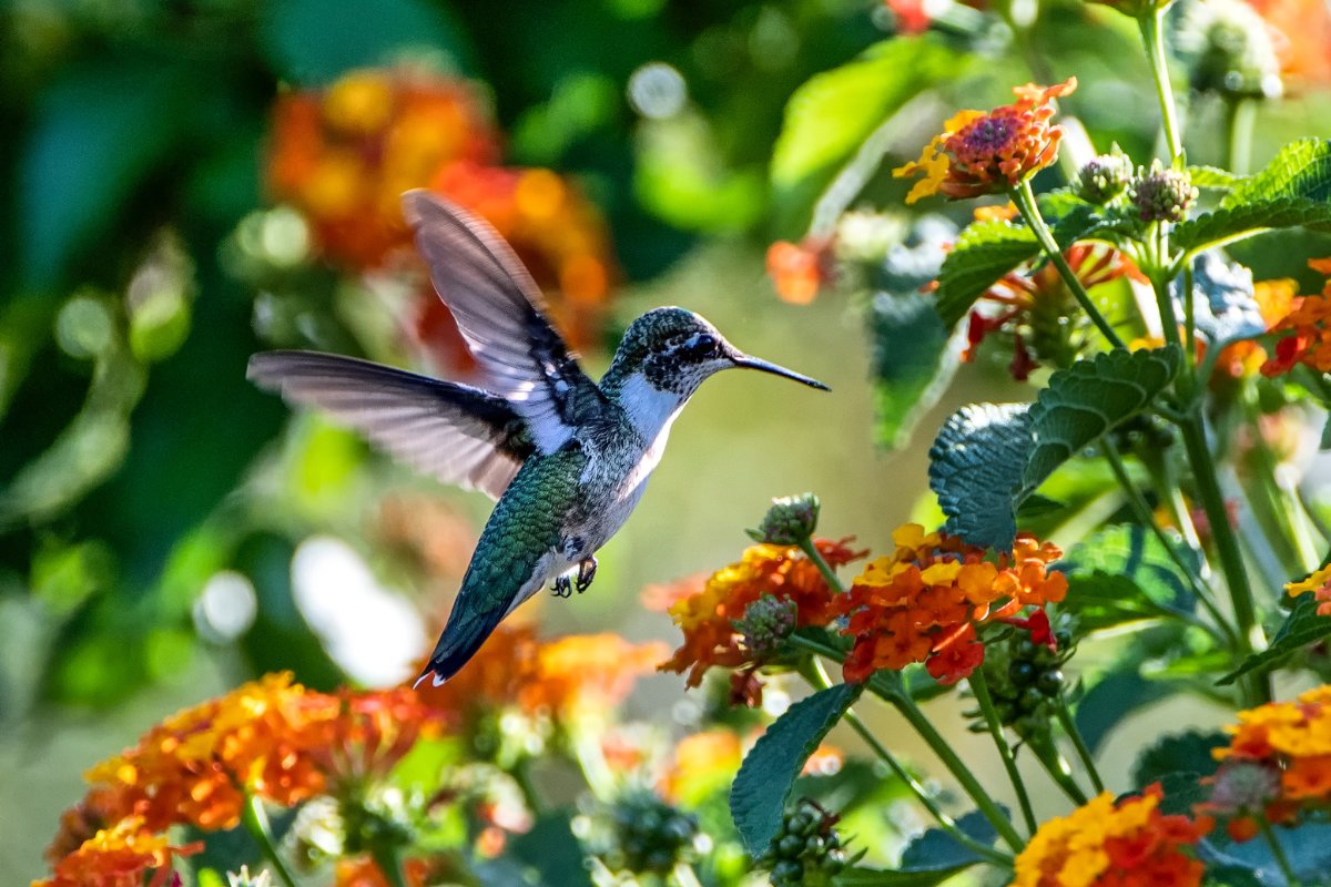 Annuals For Hummingbirds And Butterflies