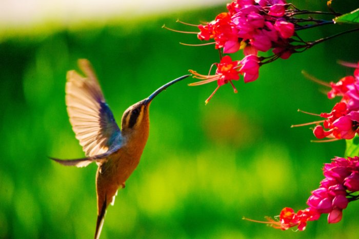 Are Hummingbirds Hungry Creatures