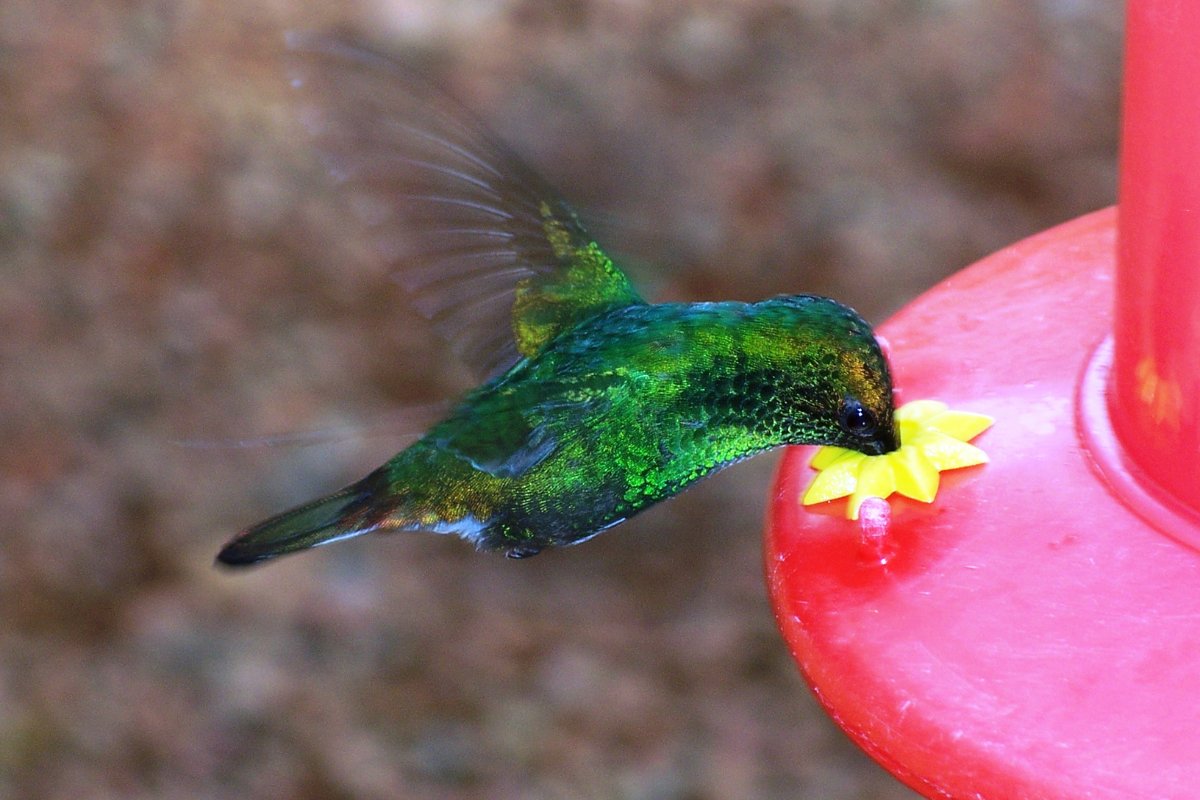 Best Food Mix For Hummingbirds