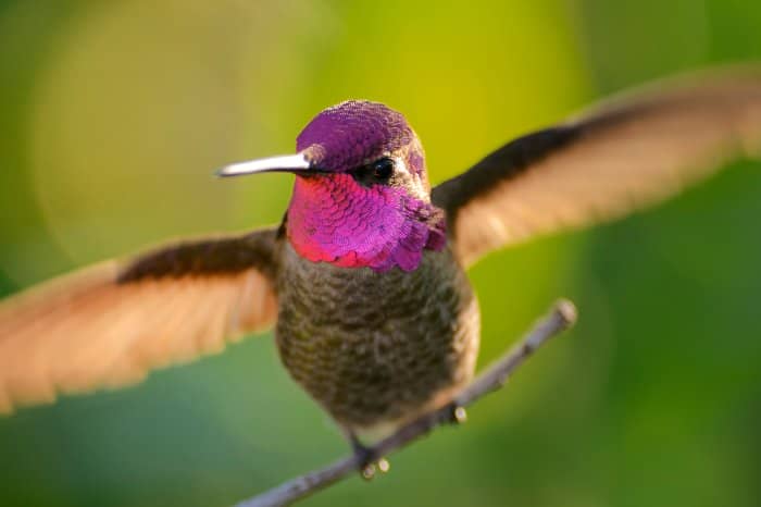 Can Hummingbirds See Color