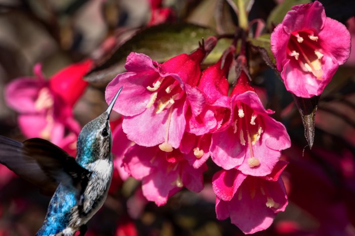 Desert Plants That Attract Hummingbirds - Weigela