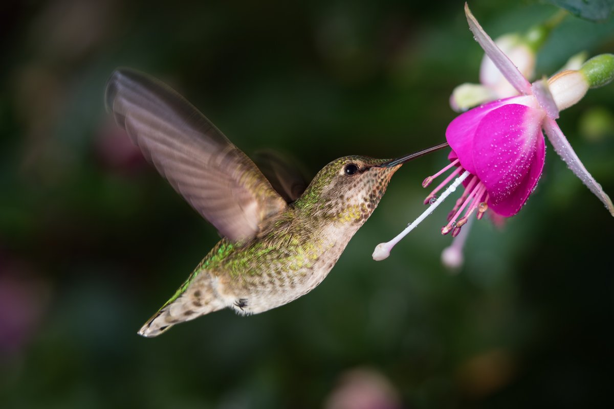 Do Fuchsia Plants Attract Hummingbirds