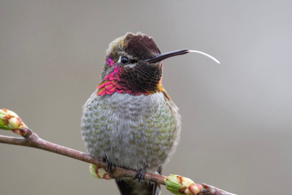 Do Hummingbirds Have Tongues
