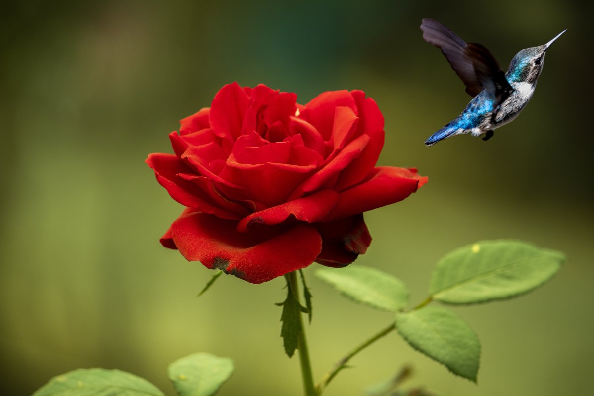 Do Hummingbirds Like Roses