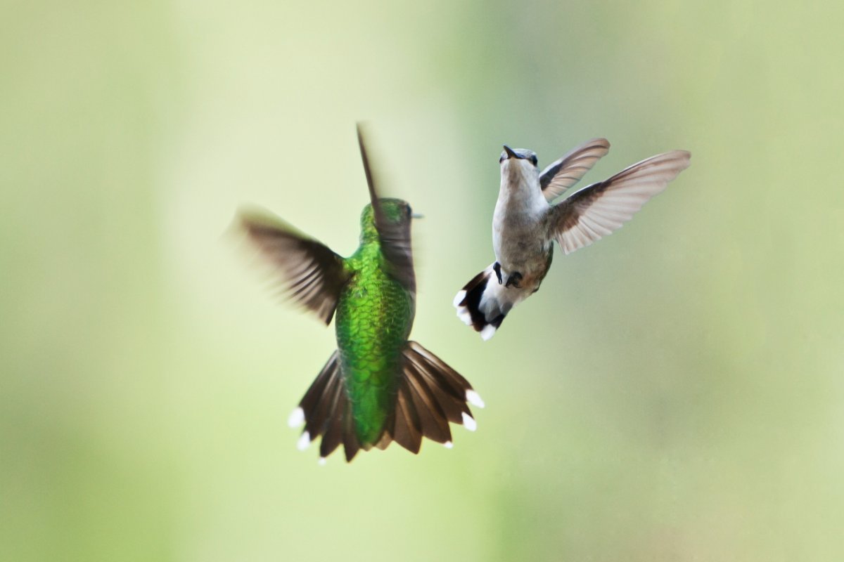 Do Hummingbirds Mate In The Air